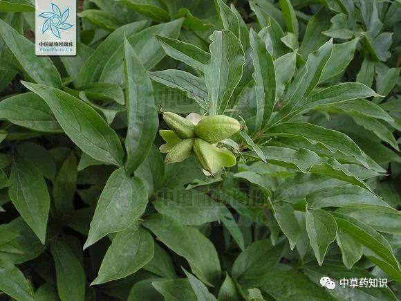 Traditional Chinese Medicine Herb: Bai Shao (White Peony)