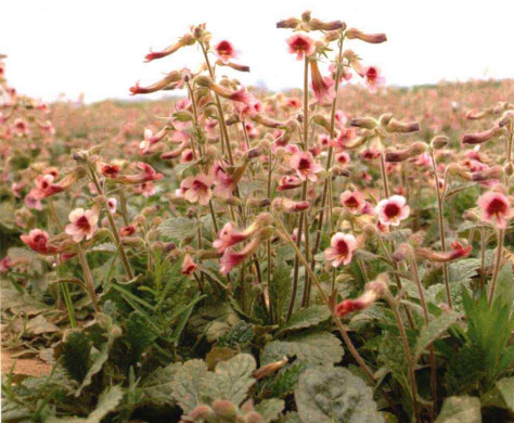 Understanding Shudi Huang (Rehmannia Glutinosa) in Traditional Chinese Medicine