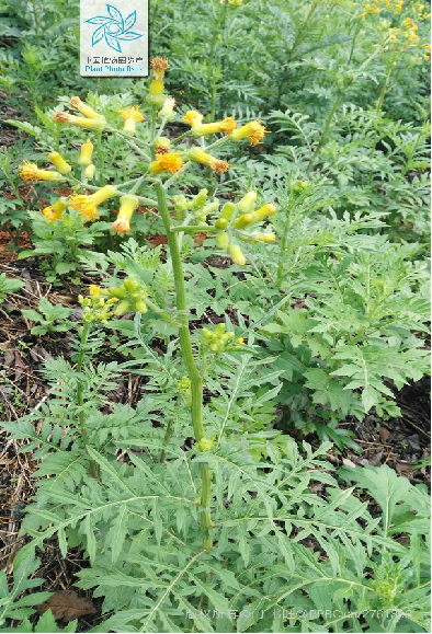 Understanding a Chinese Herbal Medicine Each Day: Ginseng