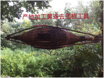 Traditional Chinese Medicine Series: Huang Lian (Coptis)