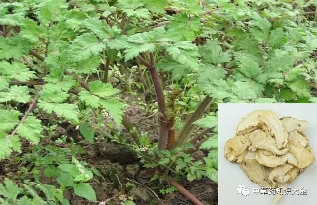 Angelica Sinensis: A Comprehensive Overview