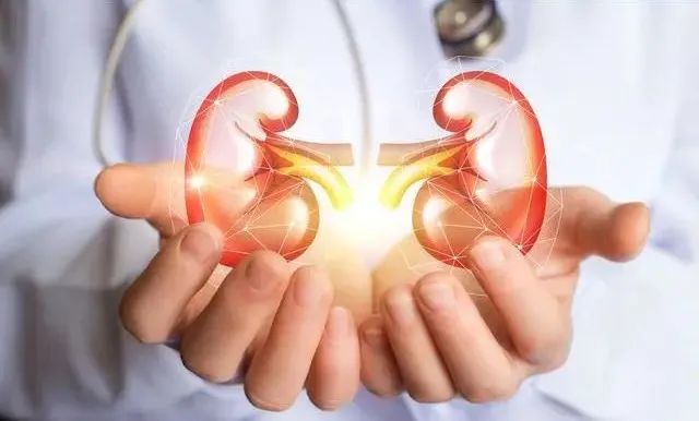 Understanding Kidney Yin and Yang Deficiency: Symptoms and 15 Commonly Used TCM Formulas