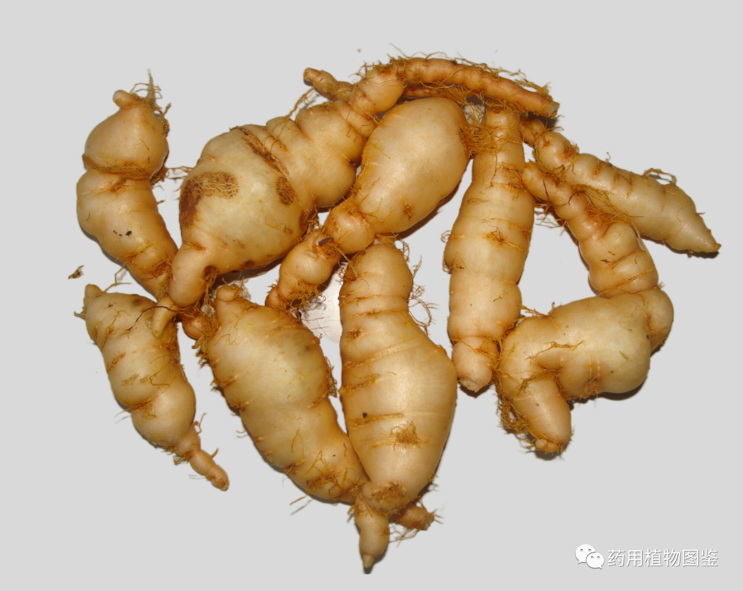 Shudihuang (Rehmanniae Radix Praeparata): Properties, Preparation, and Applications