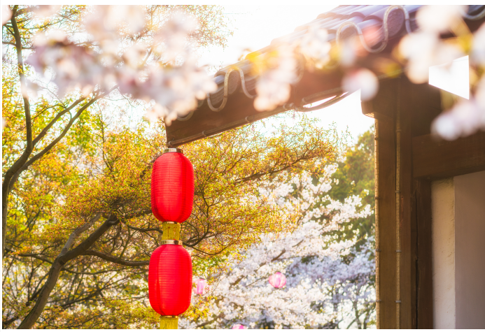 Effective Use of Danshen: Tips from Zhu Shenyu