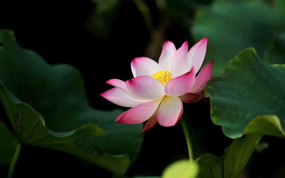 The Five Movements and Six Qi Health Preservation Methods from the Huangdi Neijing