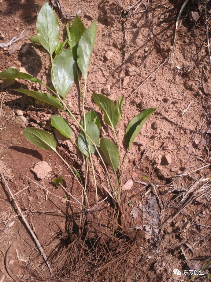 The Efficacy and Functions of Cang Zhu (Atractylodes Lancea)