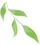 Pharmaceutical Science Popularization | (1) Honeysuckle: The Cool Guardian of Summer