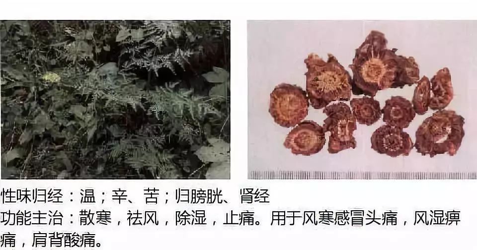 Illustrated Guide to Over 500 Chinese Medicinal Herbs (Including Therapeutic Effects)