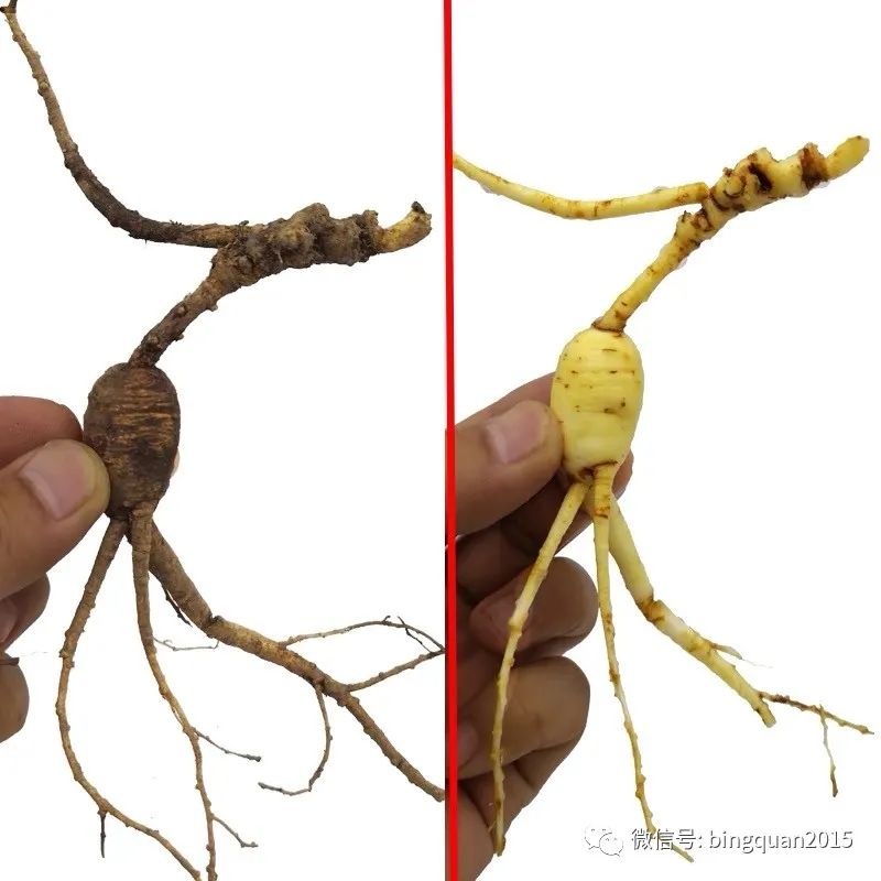 The Remarkable Effects of Ginseng: Top Ten Benefits