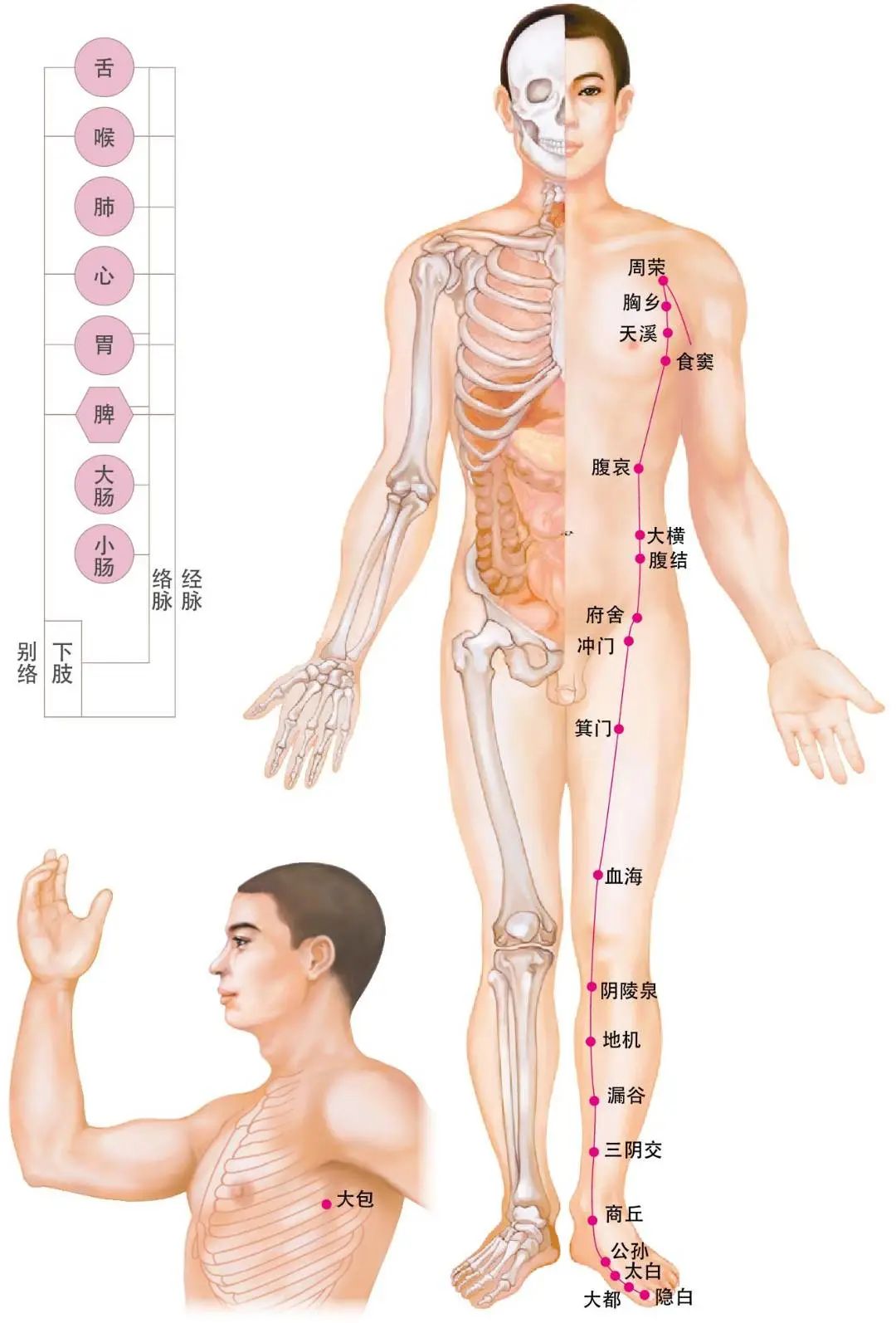 Diagram of the Twelve Meridians (Latest)