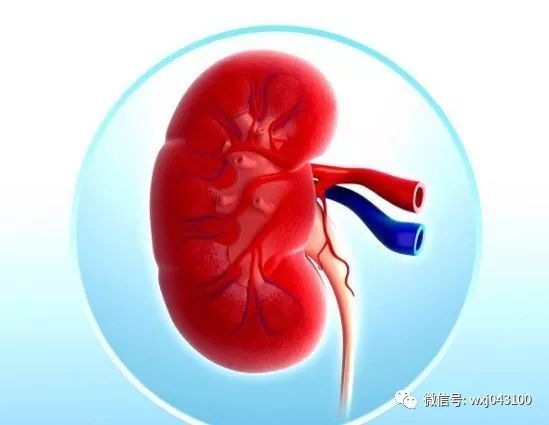 4 Signs of Kidney Yang Deficiency and an Ancient TCM Formula for Kidney Health