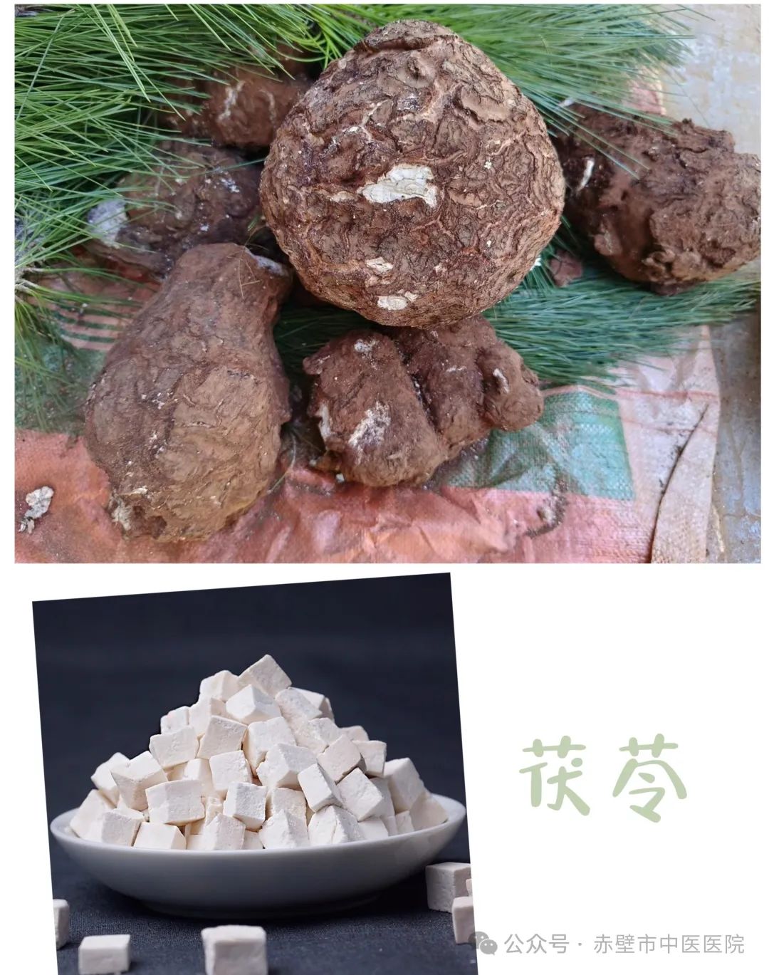Understanding Common Chinese Herbs: Fu Ling (Poria)