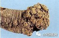 Codonopsis (Dang Shen): A Comprehensive Overview