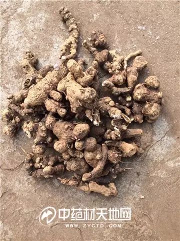 The Market Trends of Bei Cang Zhu (Atractylodes macrocephala) and Its Future Prospects