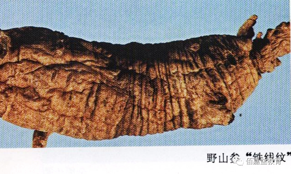 How to Distinguish Genuine from Fake Ginseng