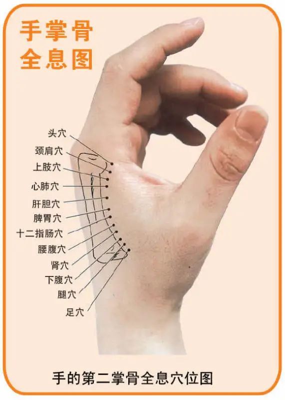 Comprehensive Guide to Holographic Diagnosis in Traditional Chinese Medicine