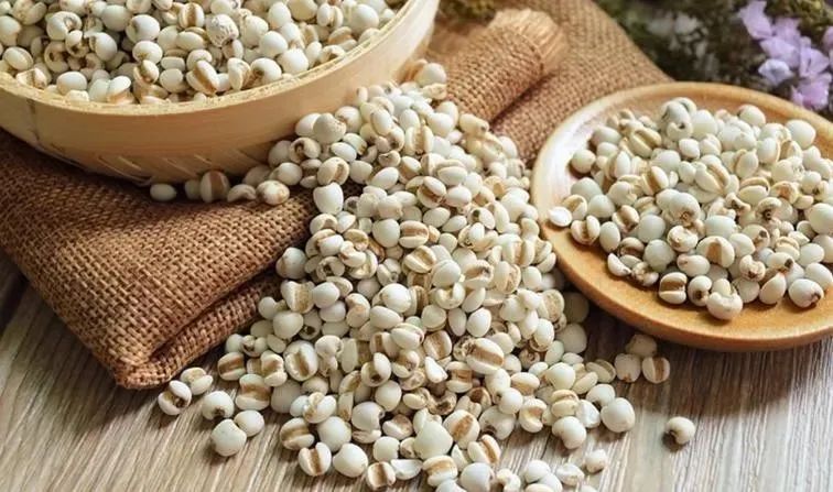 The Efficacy and Functions of Coix Seed (Yi Yi Ren)