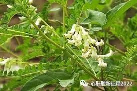 Understanding Chinese Medicinal Herbs: Huang Qi (Milkvetch Root)