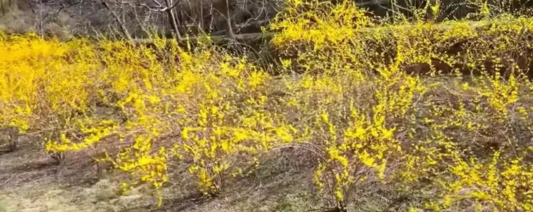 The Series of Traditional Chinese Medicinal Materials: Lian Qiao (Forsythia suspensa)