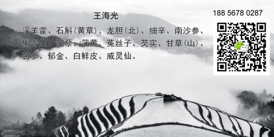 Why Has the Price of Cang Zhu (Atractylodes) Rebounded?
