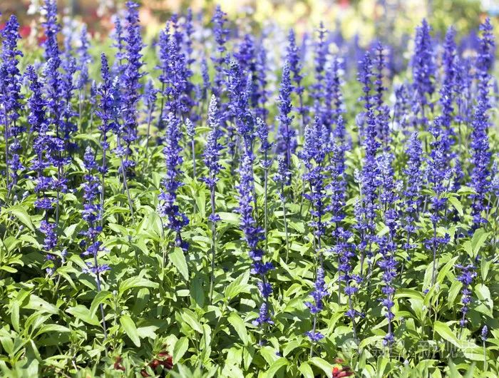 Analysis of the Medicinal Herb Dan Shen (Salvia miltiorrhiza)