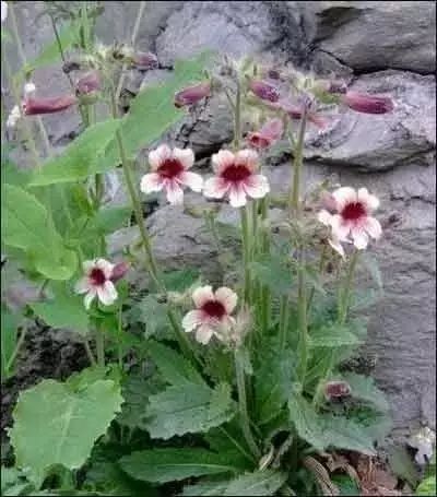 Shu Di Huang (Rehmannia Glutinosa) - A Comprehensive Overview