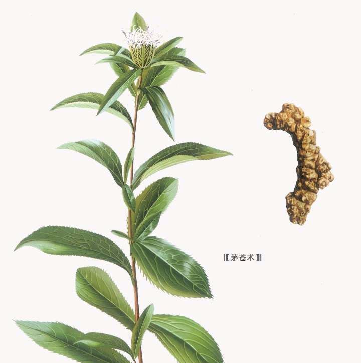 The Efficacy of Cang Zhu (Atractylodes) in Treating Various Conditions