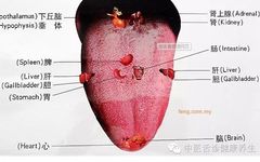 Tongue Diagnosis - Tongue Coating and Tongue Body