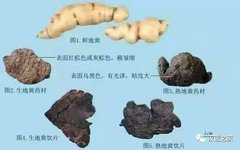 Research on Traditional Chinese Medicine: Rehmannia Glutinosa