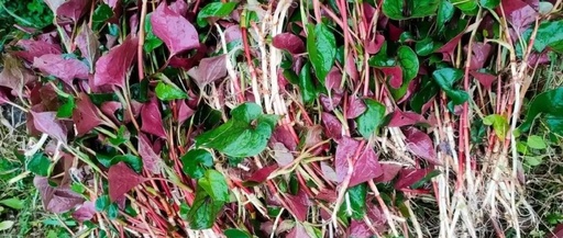 In Spring, It's Better to Eat More of This Than Meat: Clears Heat and Detoxifies, Promotes Urination