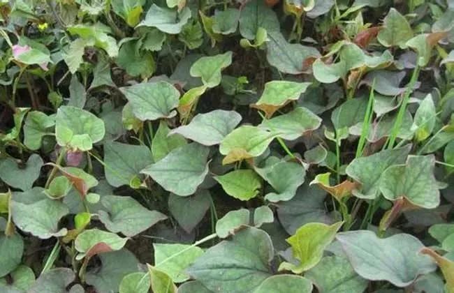 This Herb Treats Pneumonia, Sinusitis, and Gastroenteritis