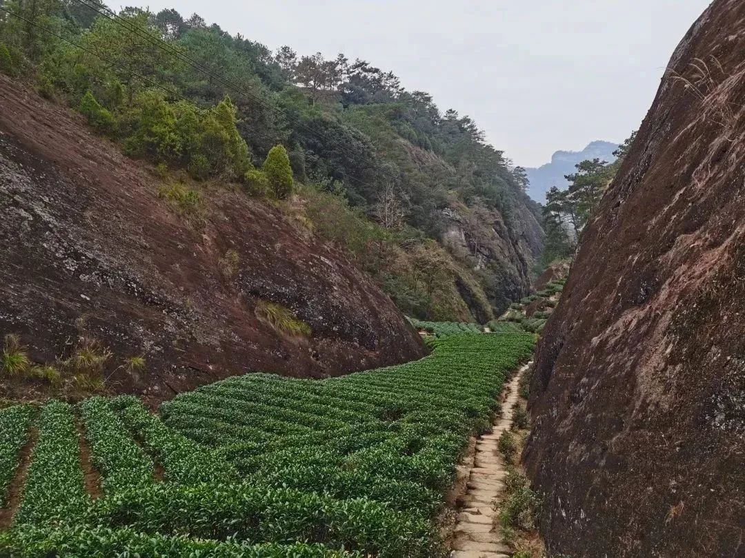The Aromatic Power of Cinnamon in Wuyi Rock Tea