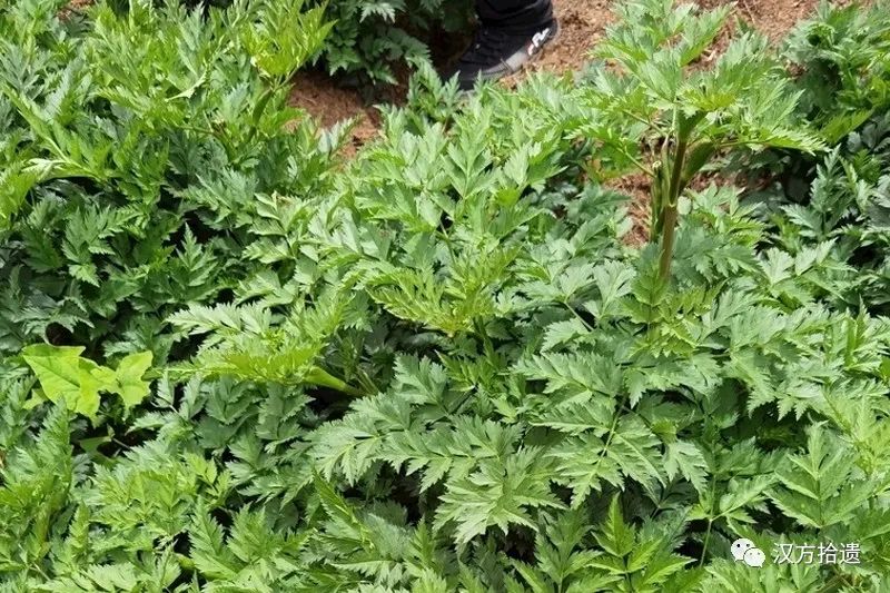 The Efficacy and Functions of Chuanxiong (Ligusticum chuanxiong) in Traditional Chinese Medicine