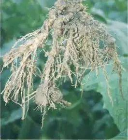 Folk Herbal Medicine: Cucumber Root
