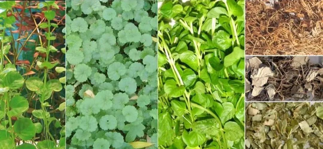 Understanding a Traditional Chinese Herb: Jin Qian Cao (Lysimachia christinae)