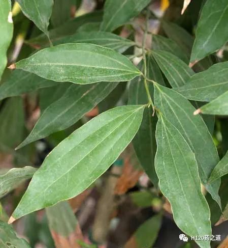 Lecture 95 on Chinese Herbal Medicine - Cinnamon
