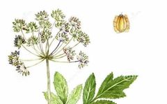 Angelica Sinensis: A Comprehensive Overview