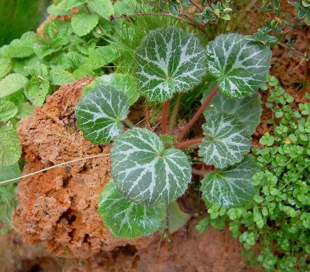 This Herb Treats Toothache, Ear Pain, and Skin Itching