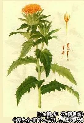 The Efficacy and Functions of Honghua (Safflower)