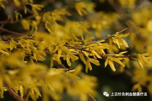Daily Learning of a Chinese Herbal Medicine: Lian Qiao (Forsythia)