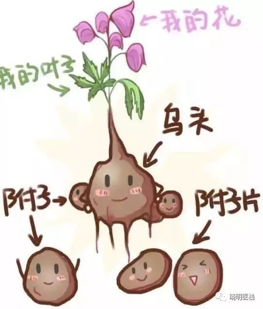 Understanding Fuzi (Aconite)