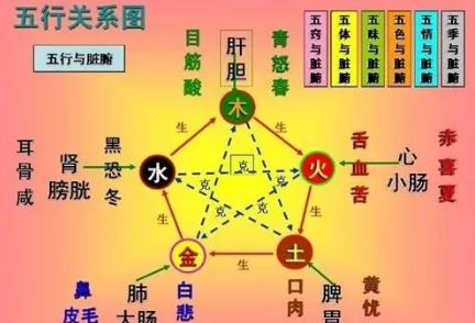 A Detailed Explanation of the Interrelationships of the Five Organs and Six Bowels in Traditional Chinese Medicine