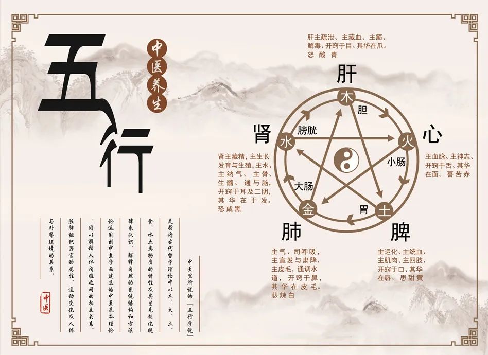 Traditional Chinese Medicine: The Interconnectedness of the Five Organs and Its Health Principles