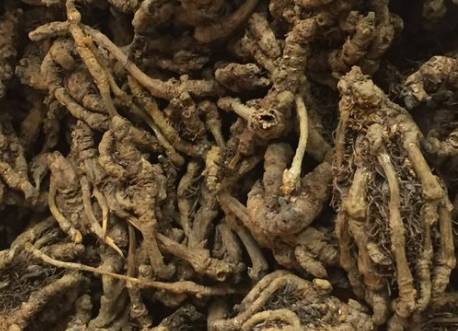 Essential Knowledge of Chinese Medicine: Huang Lian (Coptis)