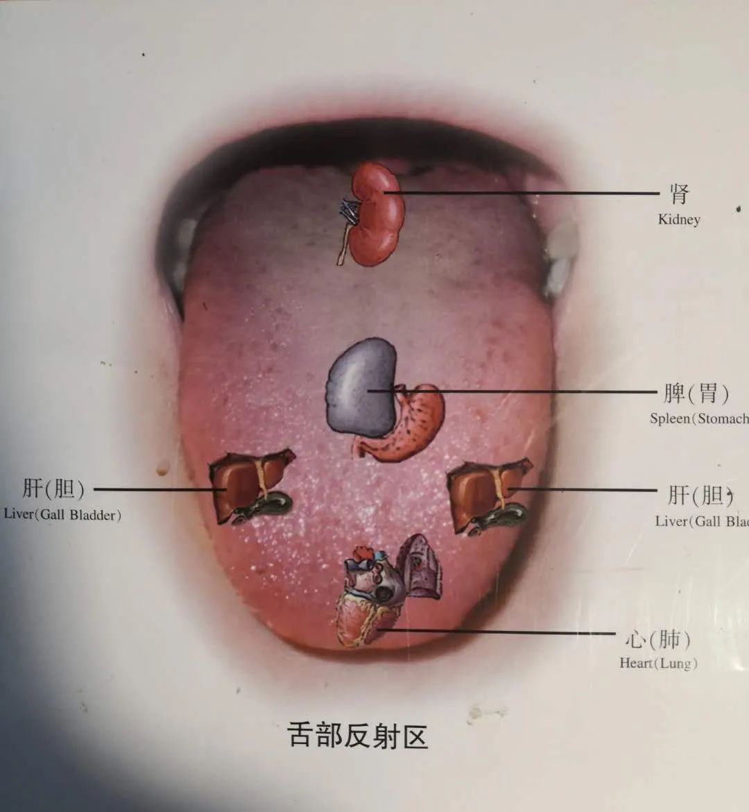 Inheritance of Traditional Chinese Medicine at Zhigu Tang | Basic Theory of TCM Lesson 34 (Tongue Diagnosis: Tongue Color)