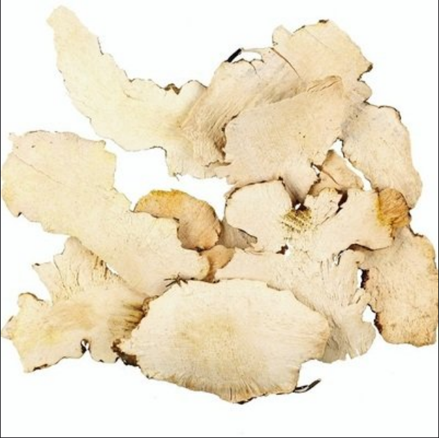 Species Calendar | Chuanxiong (Ligusticum chuanxiong)
