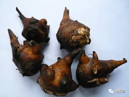 A Detailed Discussion on Chinese Herbal Medicine | Fu Zi (Aconite)