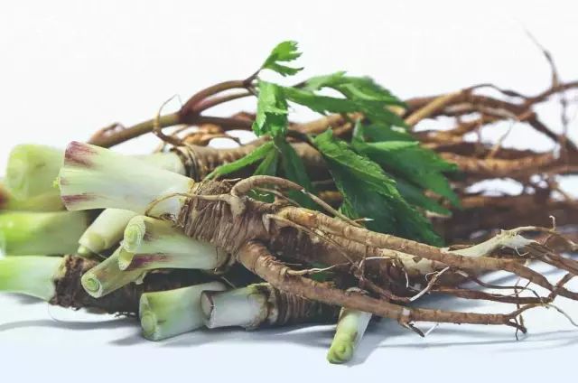 The Efficacy and Functions of Angelica Sinensis (Dang Gui)