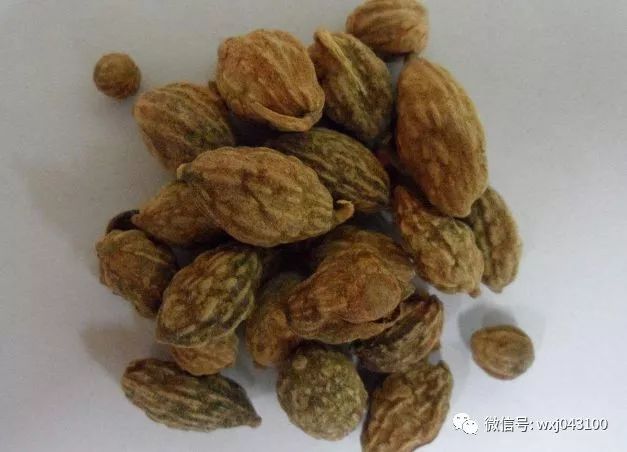 4 Signs of Kidney Yang Deficiency and an Ancient TCM Formula for Kidney Health