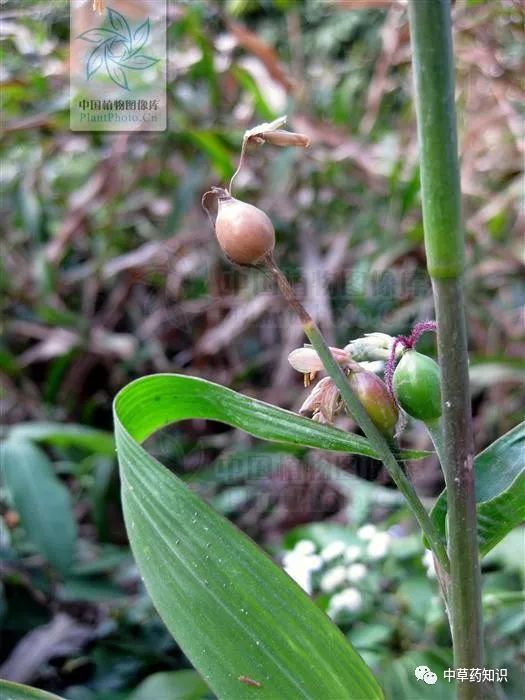 Chinese Herbal Medicine: Coix Seed (Yi Yi Ren)